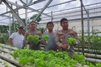 Kapolres Sukabumi AKBP Samian panen sayuran hasil pengembangan program greenhouse (budi daya tanaman tanpa tanah). (Prima Arno/Telusurbisnis)