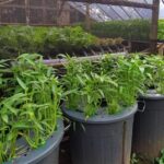 IMG 20260407 WA0012 Peluang Bisnis Budikdamber Lele: Modal Mini Panen Maksimal di Lahan Sempit