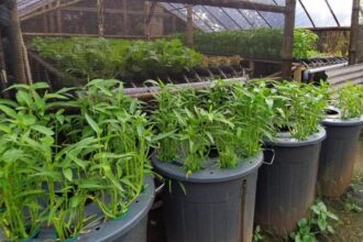 IMG 20260407 WA0012 Peluang Bisnis Budikdamber Lele: Modal Mini Panen Maksimal di Lahan Sempit