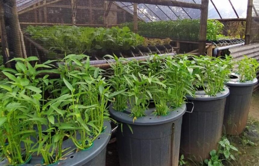 IMG 20260407 WA0012 Peluang Bisnis Budikdamber Lele: Modal Mini Panen Maksimal di Lahan Sempit