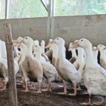Ratusan bebek peking yang diternak peternak binaan Kodim 0604 Karawang untuk mendukung program Ketahanan Pangan. (istimewa)