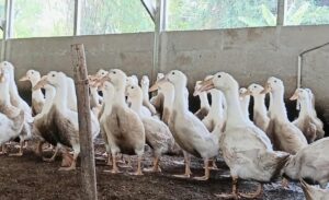 Ratusan bebek peking yang diternak peternak binaan Kodim 0604 Karawang untuk mendukung program Ketahanan Pangan. (istimewa)