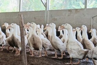 Ratusan bebek peking yang diternak peternak binaan Kodim 0604 Karawang untuk mendukung program Ketahanan Pangan. (istimewa)