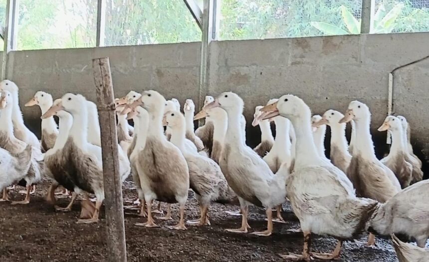 Sinergi TNI dan Warga Hadirkan Program Bebek Peking Berkelanjutan untuk Ketahanan Pangan 1 Ratusan bebek peking yang diternak peternak binaan Kodim 0604 Karawang untuk mendukung program Ketahanan Pangan. (istimewa)