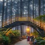 Orchid Forest Lembang, Bandung, destinasi alam yang menawarkan outbond paling menantang. (Ist)