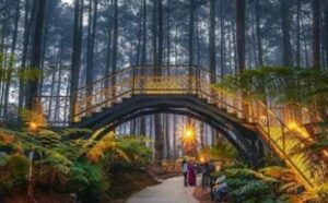 Orchid Forest Lembang, Bandung, destinasi alam yang menawarkan outbond paling menantang. (Ist)