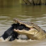 Ilustrasi seekor buaya sedang memangsa seekor anjing berwarna hitam di Muara Cikaso, Kabupaten Sukabumi. (Ist)