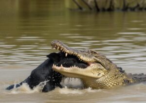 Ilustrasi seekor buaya sedang memangsa seekor anjing berwarna hitam di Muara Cikaso, Kabupaten Sukabumi. (Ist)