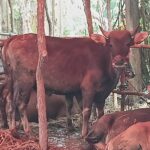 Kebutuhan sapi dan domba kurban tahun ini mengalami peningkatan ketimbang tahun lalu. (Prima Meidiandi/Telusurbisnis)