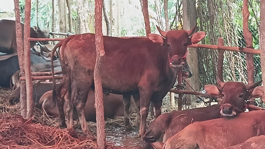 Kebutuhan sapi dan domba kurban tahun ini mengalami peningkatan ketimbang tahun lalu. (Prima Meidiandi/Telusurbisnis)