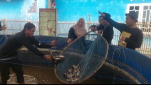 Pokdakan Desa Sumurgede Karawang panen 1,2 ton ikan nila. (Mustafid/Telusurbisnis)